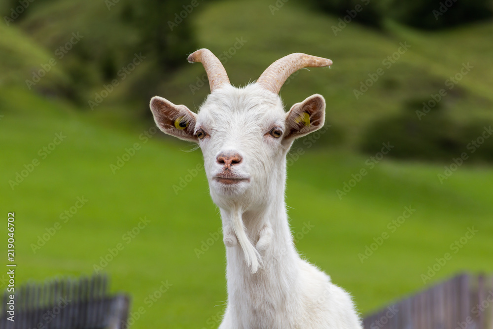 Obraz premium Goat staring over the fence with green meadow in the background