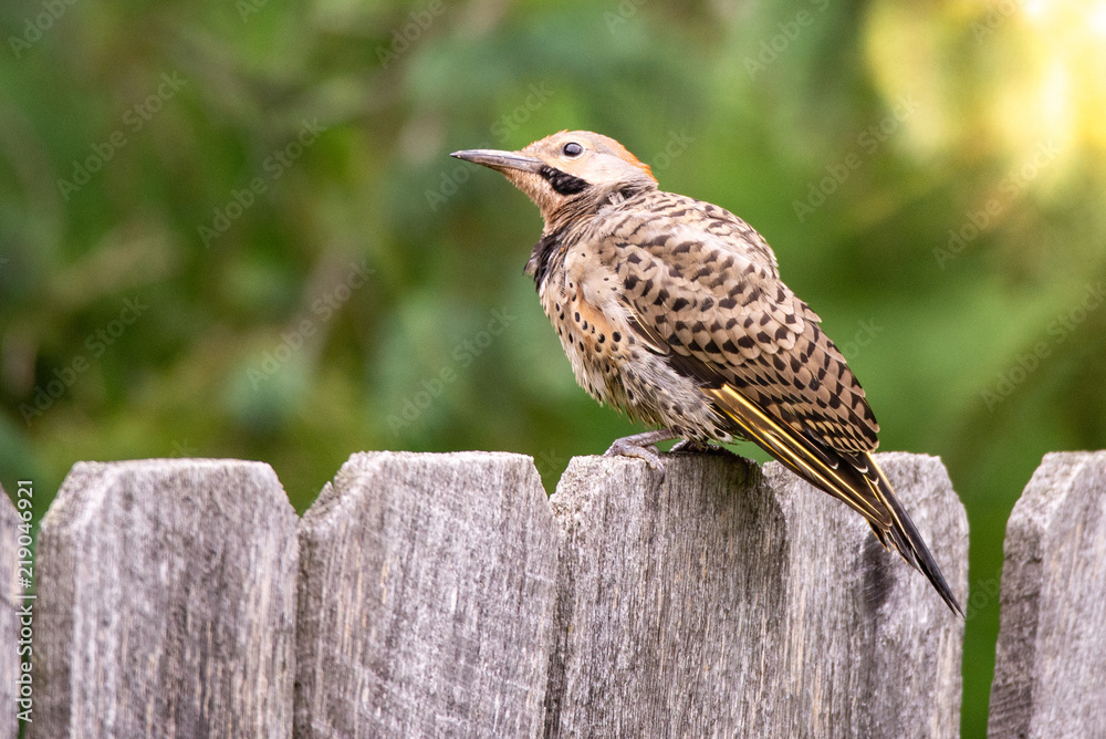 Fototapeta premium Northern Flicker