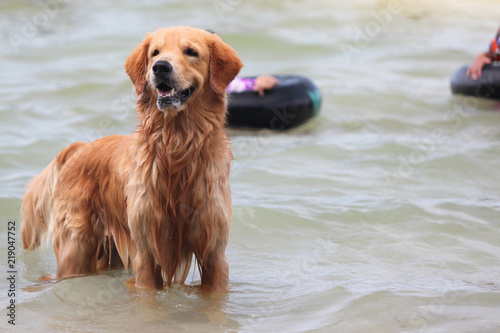 Brown dog playing in the beach.