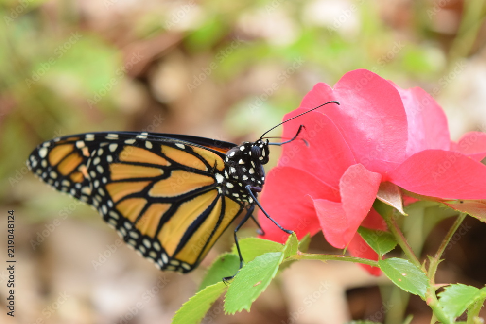 Naklejka premium Male Monarch Butterfly on Red Rose