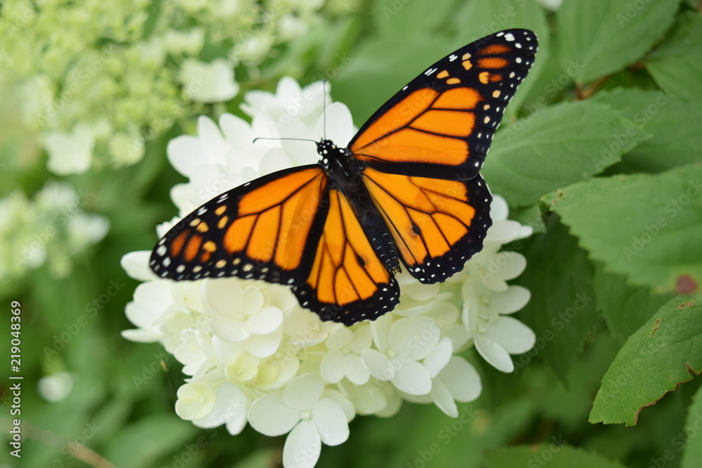 Monarch Butterfly Monarch Butterfly