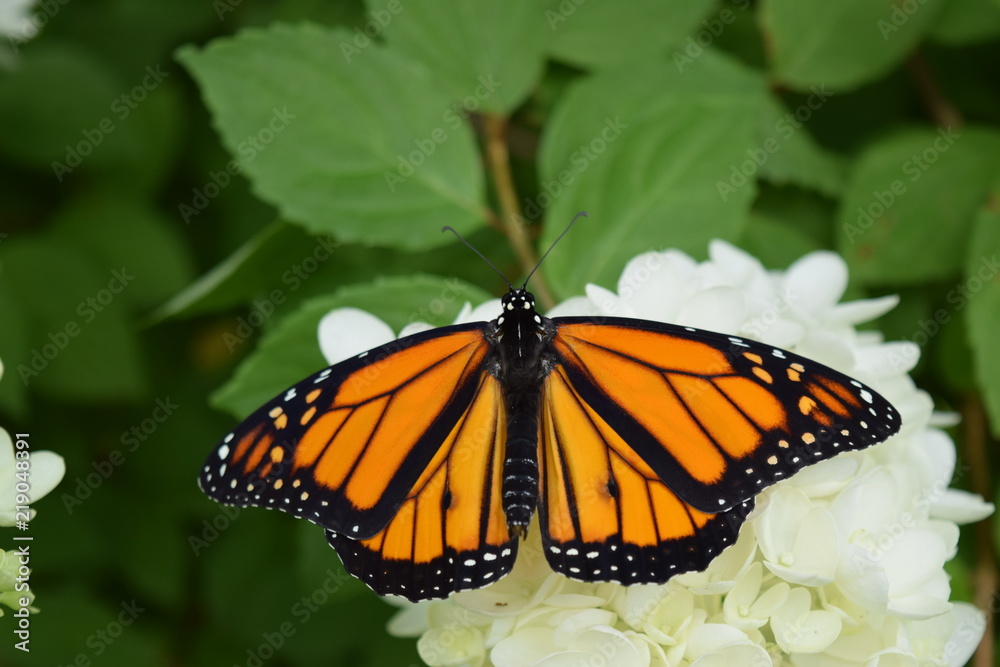 Monarch Butterfly Monarch Butterfly