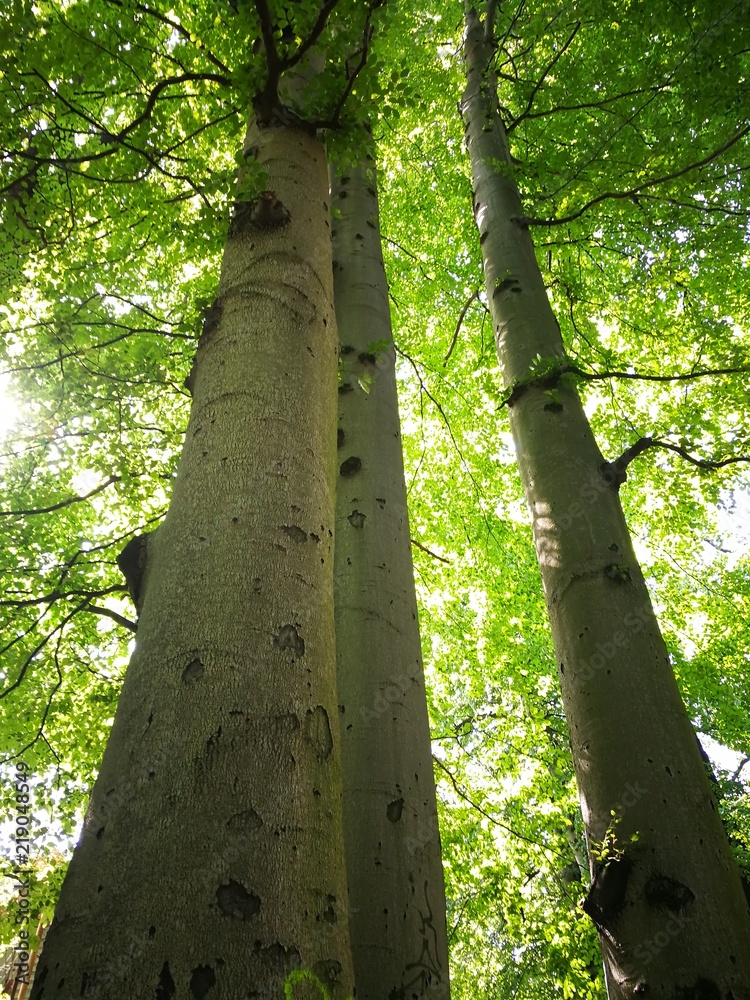 Fototapeta premium Tree trunk with a crown of branches on the background of sunlight