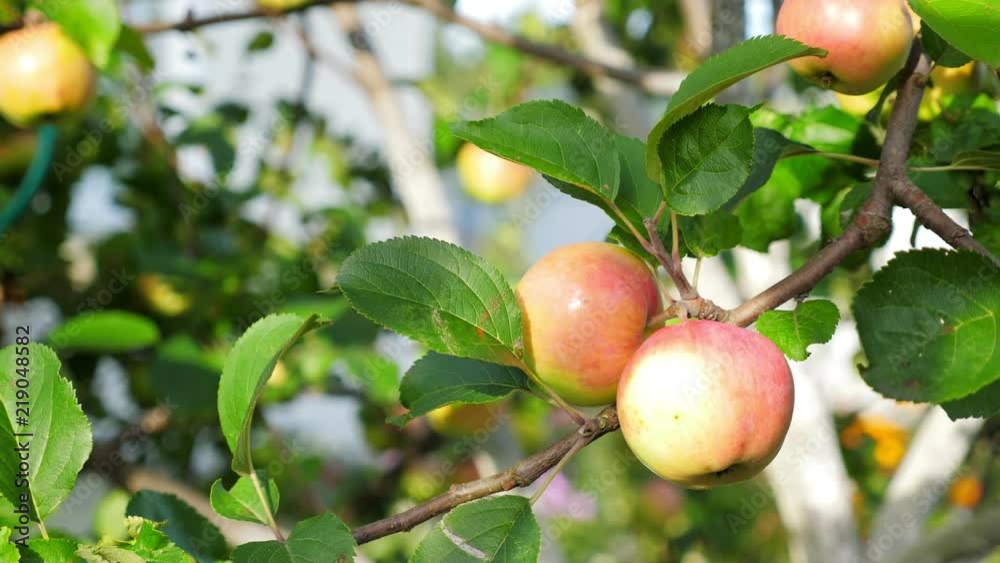 Ripe apples growing on tree at the garden Ripe apples growing on tree at the garden