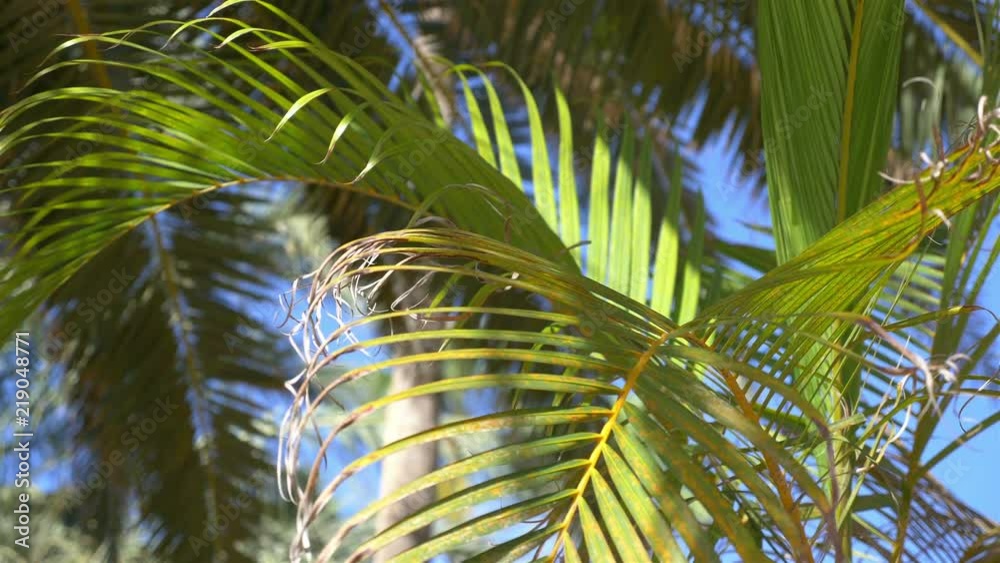 Beautiful palm trees in 4K slow motion 60fps