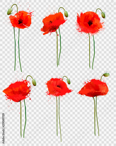 Set of a red poppies flowers on transparent background. Vector.