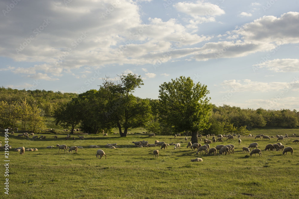 Fototapeta premium A herd of goats and sheep. Animals graze in the meadow. Mountain pastures of Europe.