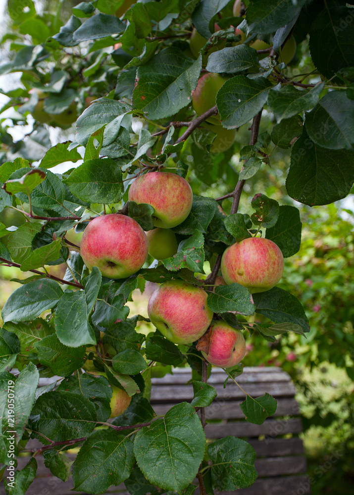 apples growing apples growing