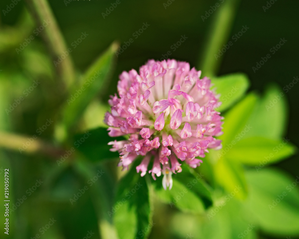Pink clover flower (Trifolium pratense) in sanctuary park Pink clover flower (Trifolium pratense) in sanctuary park