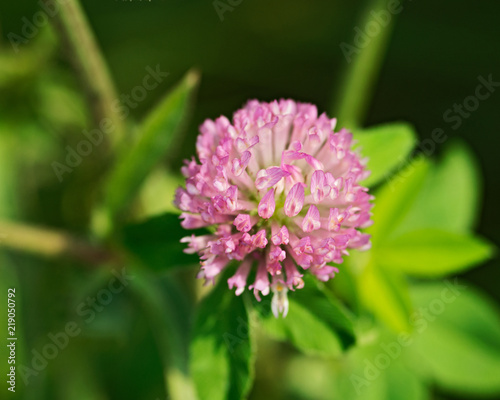 Pink clover flower  Trifolium pratense  in sanctuary park