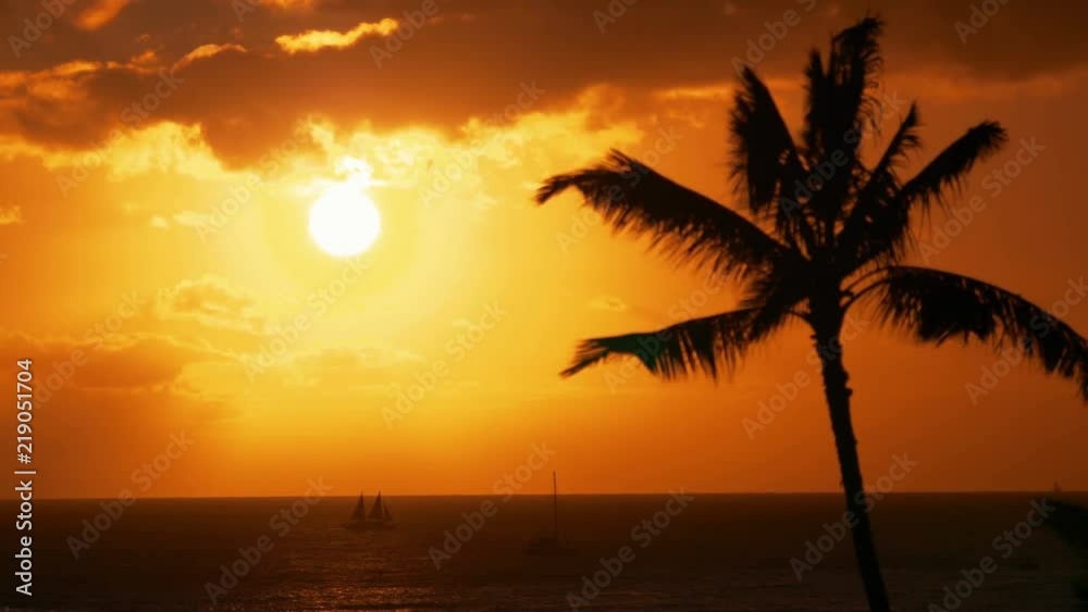 Palm tree sunset in Hawaii in 4k slow motion 60fps