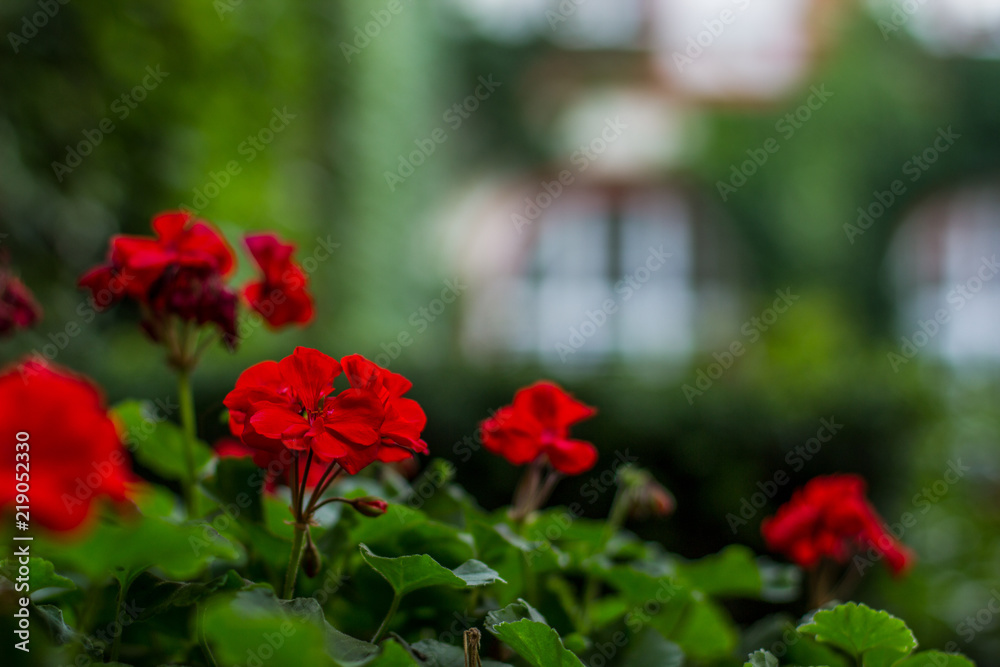 soft focus garden red flowers on natural unfocused blurred bokeh abstract background with empty space for copy or text
