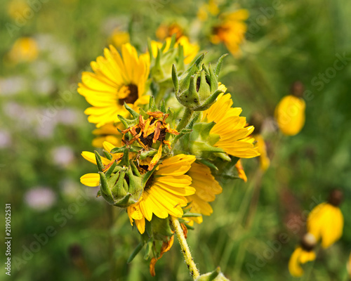 Blooming Compass perennial plant  from Aster family (Asteraceae). Silphium laciniatum. Native to North America. photo