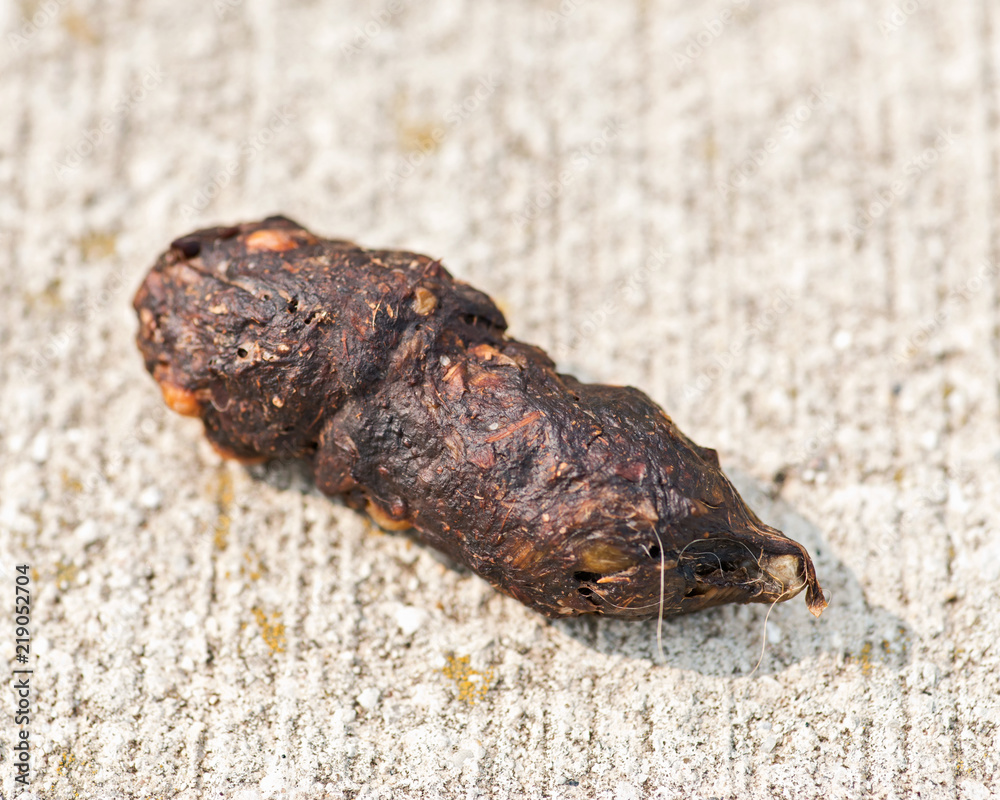 Animal poop on concrete surface by the Lake Michigan. Wildlife droppings. Feces. Animal poop on concrete surface by the Lake Michigan. Wildlife droppings. Feces.