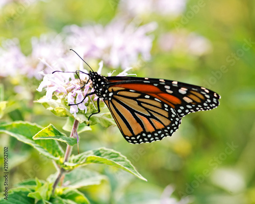 Monarch butterfly  Danaus plexippus  collecting nectar from flowers.