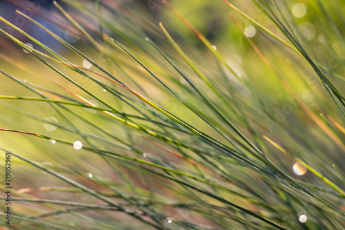 Gorgeous Close Up of Grass with Bokeh
