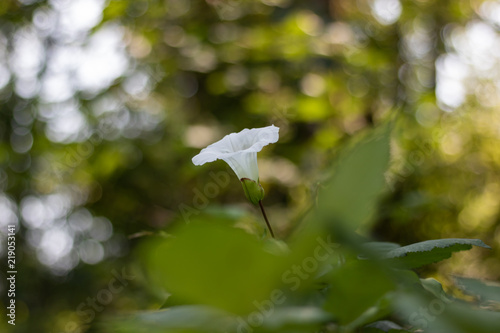 White Flower with a Beautiful Blurred Background