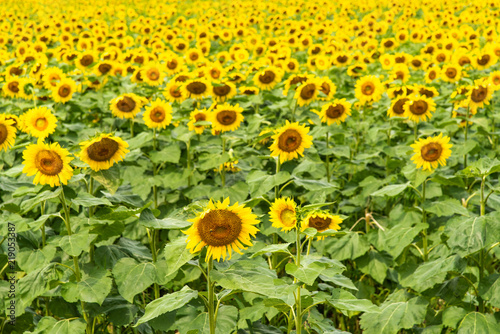 Fototapeta Naklejka Na Ścianę i Meble -  Sunflower field at full bloom