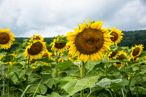 Group of several sunflowers with bees on it