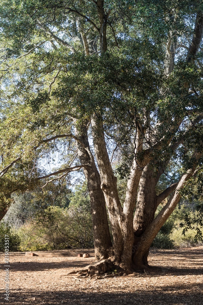 Live coast oak tree, tall healthy coastal evergreen oak, forest in southern california, vertical Live coast oak tree, tall healthy coastal evergreen oak, forest in southern california, vertical