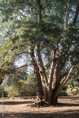 Live coast oak tree, tall healthy coastal evergreen oak, forest in southern california, vertical photo