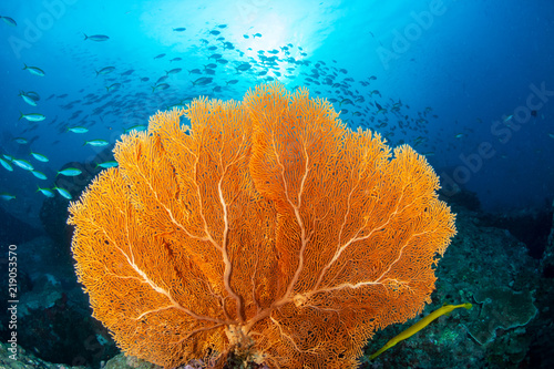 Fototapeta Naklejka Na Ścianę i Meble -  Huge, delicate Gorgonian Sea Fans on a colorful tropical coral reef