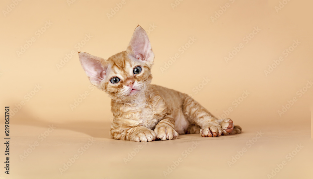 Red devon rex 2025