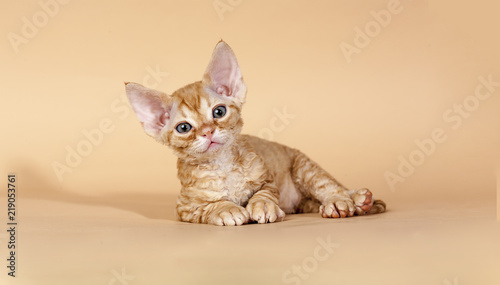 Photos Red Tabby Devon Rex Kitten