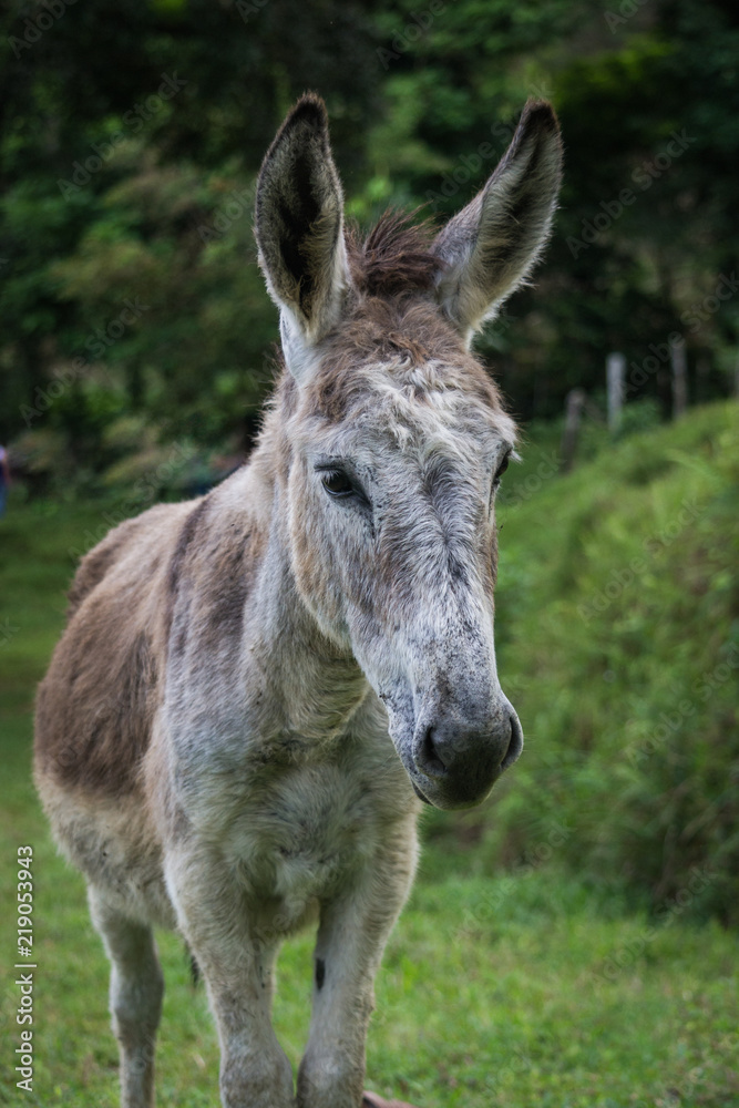 portrait of donkey in profile