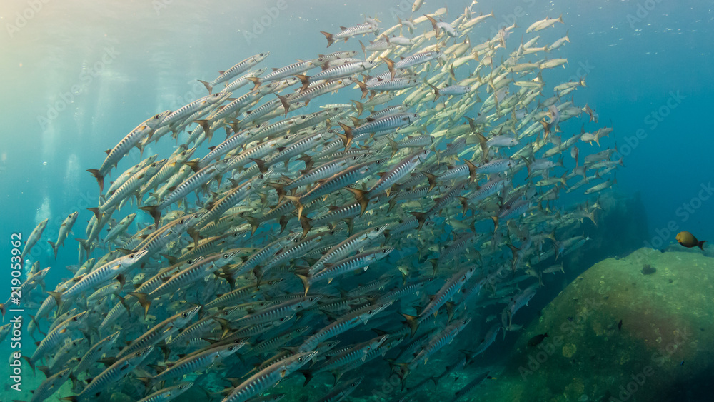 A huge school of Barracuda hunting in blue water above a warm water tropical coral reef A huge school of Barracuda hunting in blue water above a warm water tropical coral reef