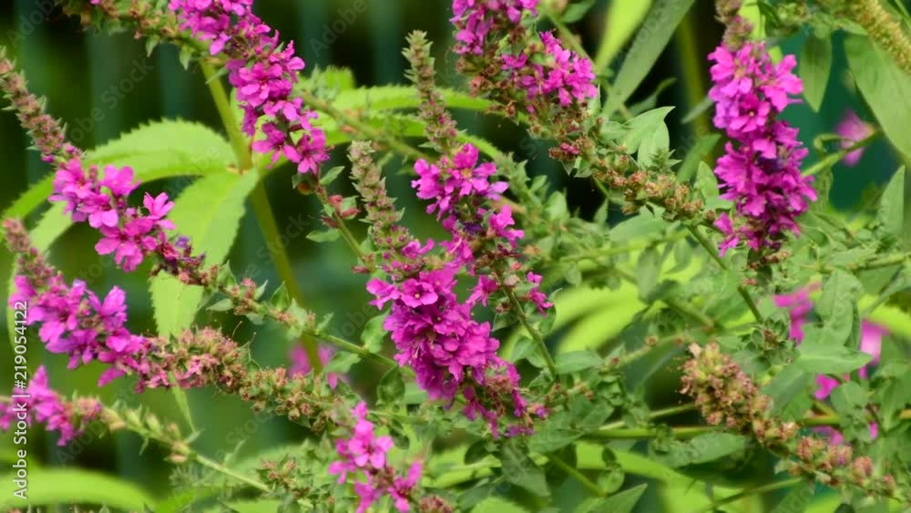 Beautiful pink flowers in the garden Beautiful pink flowers in the garden
