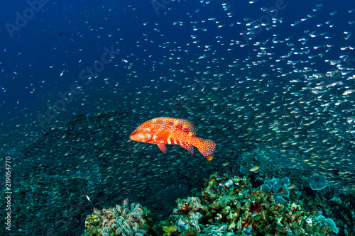 A brightly colored Coral Grouper  Rock Cod  amongst tropical fish on a coral reef