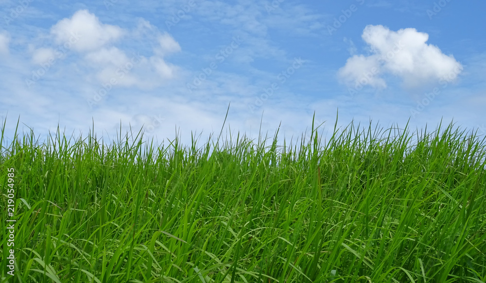 Blue sky with white clouds over green grass.