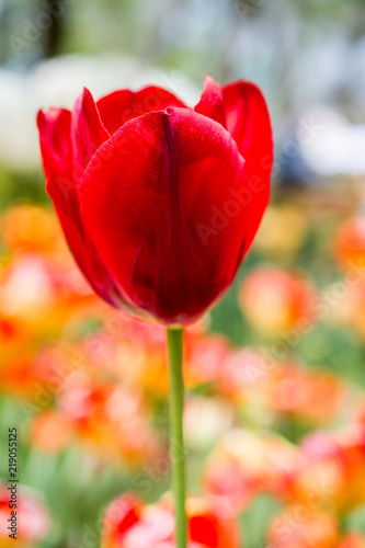 Fresh colorful tulips of the spring season