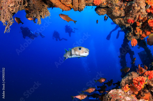 A large Puffer Fish and other colorful tropical fish swimming around an old  coral encrusted shipwreck in a tropical ocean