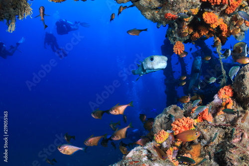 A large Puffer Fish and other colorful tropical fish swimming around an old, coral encrusted shipwreck in a tropical ocean