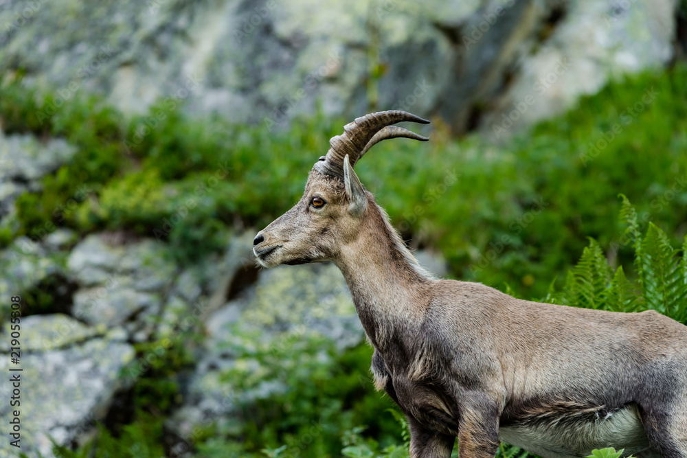 Alpine ibex portrait in high mountains, wild goat in natural life Alpine ibex portrait in high mountains, wild goat in natural life