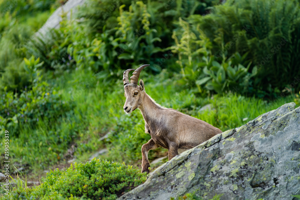 Alpine ibex portrait in high mountains, wild goat in natural life Alpine ibex portrait in high mountains, wild goat in natural life