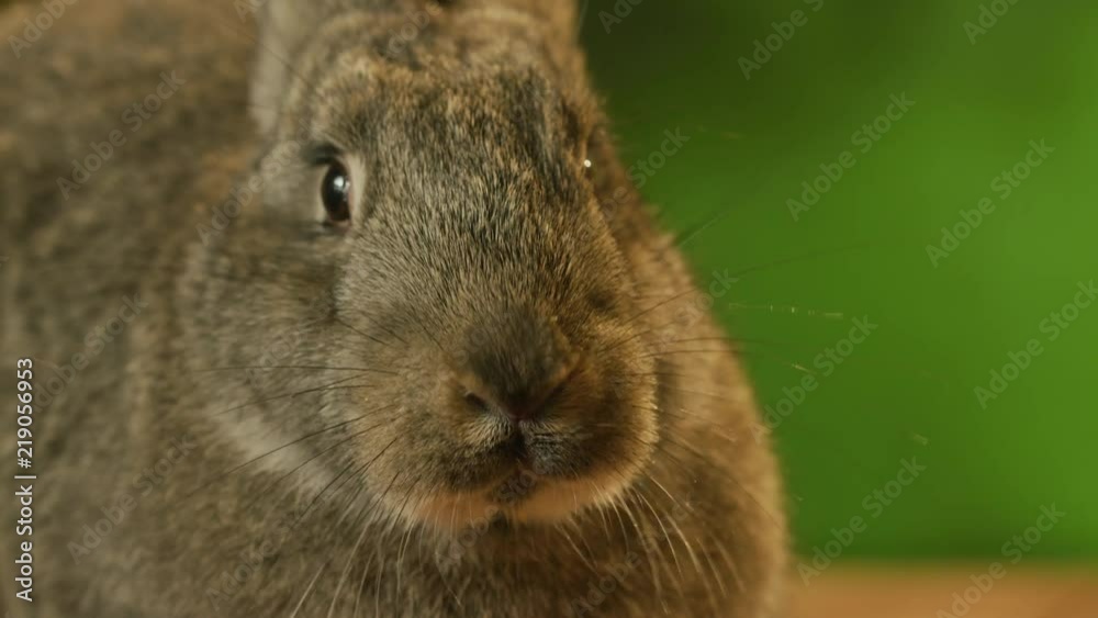 A bunny at the filming set. Standing on a plunk with green natural background A bunny at the filming set. Standing on a plunk with green natural background