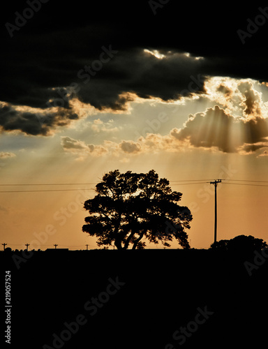 Silhouette Tree photo