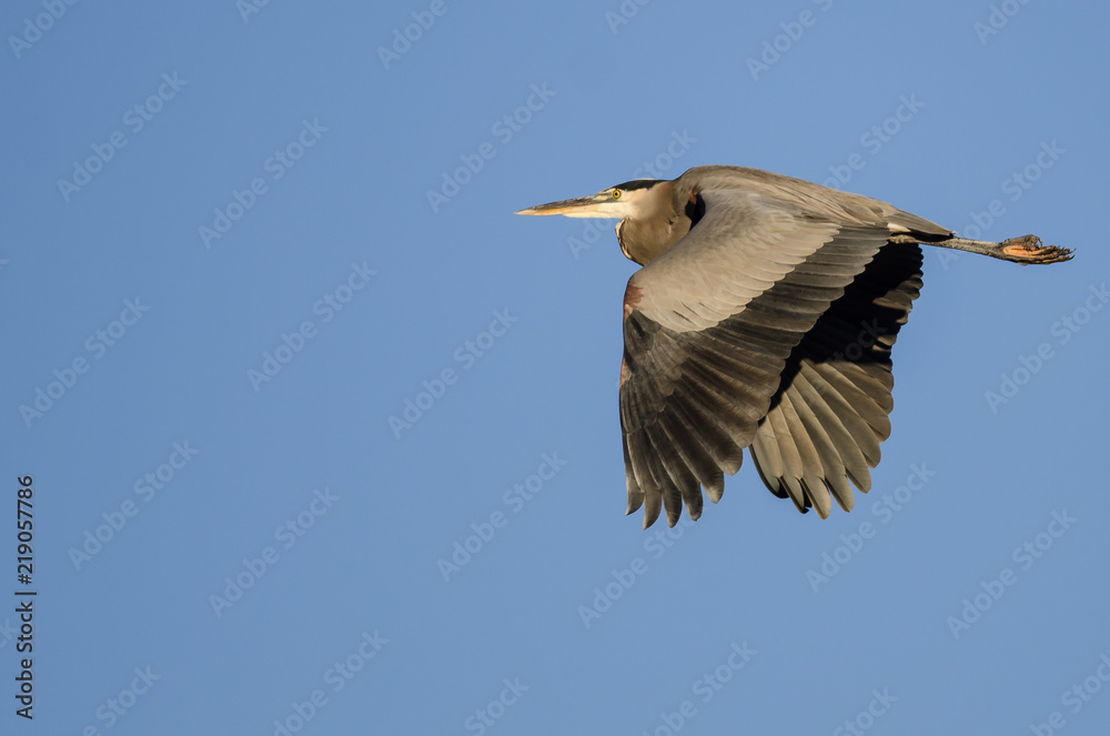Obraz premium Great Blue Heron Flying in a Blue Sky