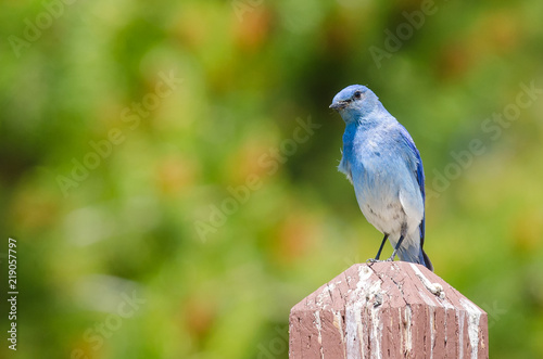 Regal Mountain Bluebird Perched atop a Wooden Post