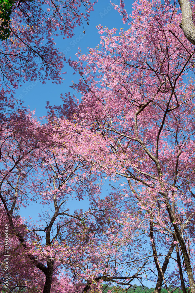 View of beautiful pink sakura blooming on brunch with blue sky View of beautiful pink sakura blooming on brunch with blue sky