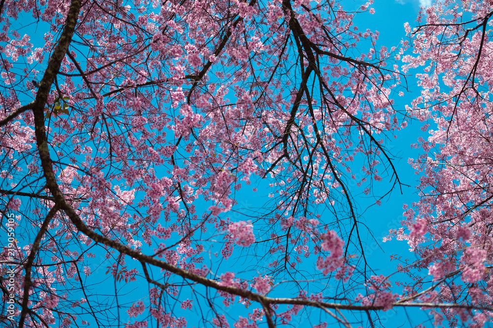 View of beautiful pink sakura blooming on brunch with blue sky View of beautiful pink sakura blooming on brunch with blue sky