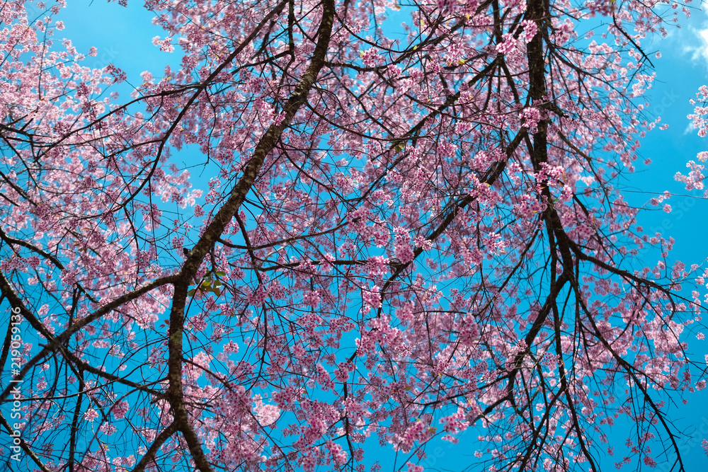 View of beautiful pink sakura blooming on brunch with blue sky View of beautiful pink sakura blooming on brunch with blue sky