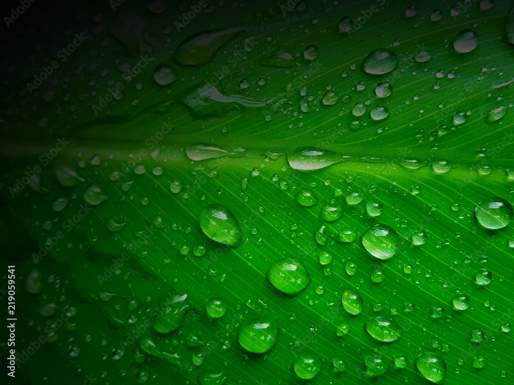 Water drops on green leaf, Beautiful nuture background.