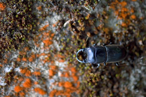 Taiwan Stag beetle (Aegus laevicollis formosae),Male