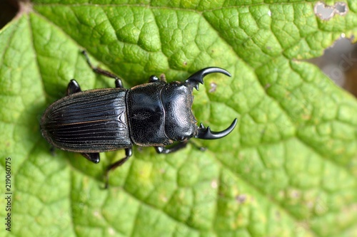 Taiwan Stag beetle (Aegus laevicollis formosae),Male