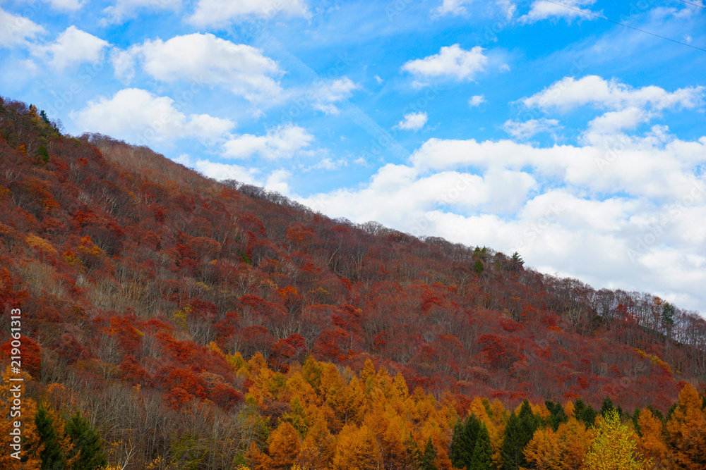The autumn leaves and larch of the mountain.  山の紅葉とカラマツ　富山県富山有峰