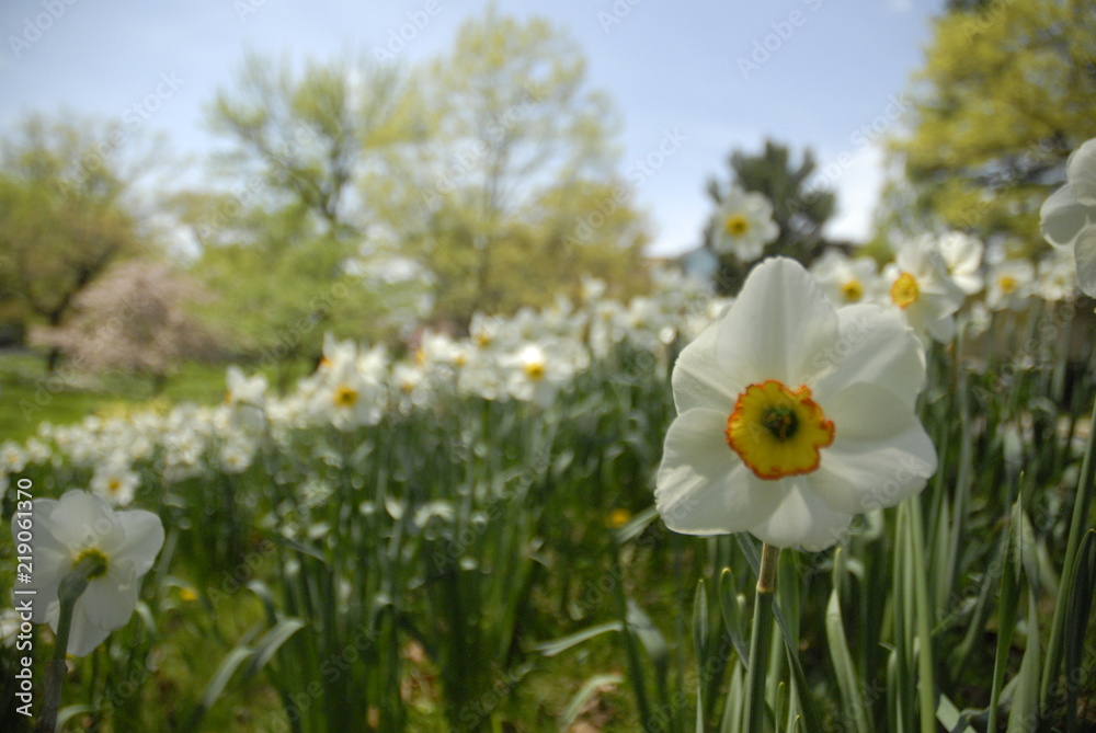 Fototapeta premium Close up of white and yellow daffodil flowers